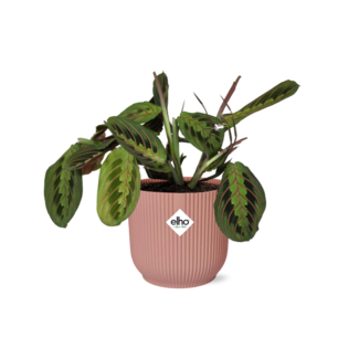Maranta Leuconeura ‘Fascinator’ Tricolor in ELHO Vibes Fold 14cm roze