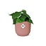 Philodendron Scandens in ELHO Vibes Fold 14cm roze