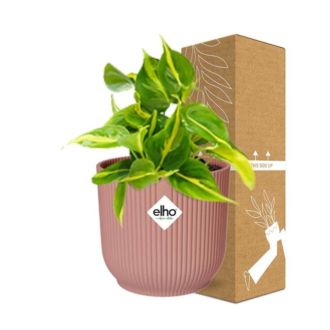 Philodendron Scandens ‘Brasil’ in ELHO Vibes Fold 14cm roze