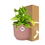 Philodendron Scandens ‘Brasil’ in ELHO Vibes Fold 14cm roze