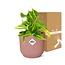 Philodendron Scandens ‘Brasil’ in ELHO Vibes Fold 14cm roze