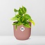 Philodendron Scandens ‘Brasil’ in ELHO Vibes Fold 14cm roze