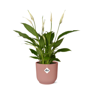 Spathiphyllum 12 Cm Torelli in ELHO Vibes Fold 14cm roze