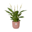 Spathiphyllum 12 Cm Torelli in ELHO Vibes Fold 14cm roze