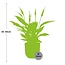 Spathiphyllum 12 Cm Torelli in ELHO Vibes Fold 14cm roze