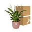 Spathiphyllum 12 Cm Torelli in ELHO Vibes Fold 14cm roze