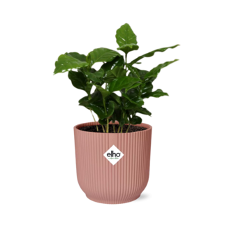 Coffea Arabica in ELHO Vibes Fold 14cm roze