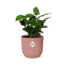Coffea Arabica in ELHO Vibes Fold 14cm roze