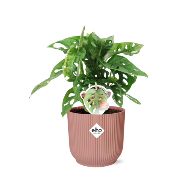Monstera ‘Monkey Leaf’ in ELHO Vibes Fold 14cm roze