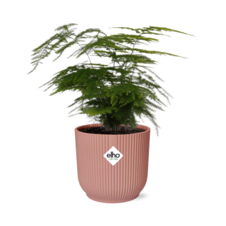 Asparagus Setaceus ‘Plumosus’ in ELHO Vibes Fold 14cm roze