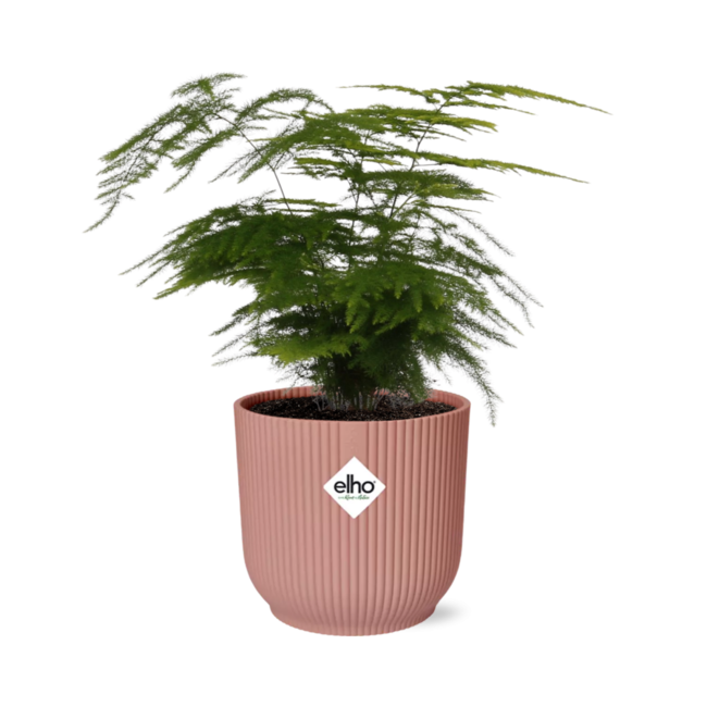 Asparagus Setaceus ‘Plumosus’ in ELHO Vibes Fold 14cm roze