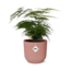 Asparagus Setaceus ‘Plumosus’ in ELHO Vibes Fold 14cm roze