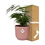 Asparagus Setaceus ‘Plumosus’ in ELHO Vibes Fold 14cm roze