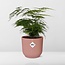 Asparagus Setaceus ‘Plumosus’ in ELHO Vibes Fold 14cm roze