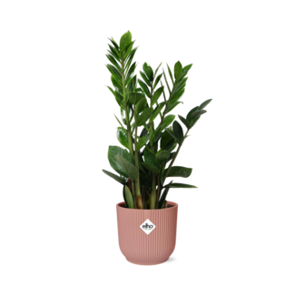 Zamioculcas – Hoogte 45-50 in ELHO Vibes Fold 14cm roze