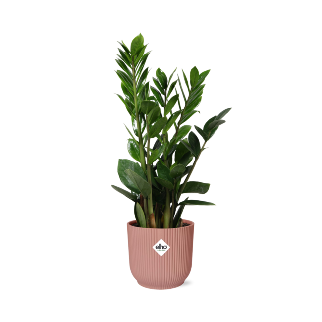 Zamioculcas – Hoogte 45-50 in ELHO Vibes Fold 14cm roze