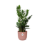 Zamioculcas – Hoogte 45-50 in ELHO Vibes Fold 14cm roze