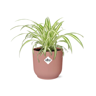 Chlorophytum Comosum Variegatum in ELHO Vibes Fold 14cm roze