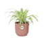 Chlorophytum Comosum Variegatum in ELHO Vibes Fold 14cm roze