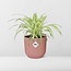 Chlorophytum Comosum Variegatum in ELHO Vibes Fold 14cm roze