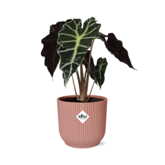 Alocasia ‘Polly’ in ELHO Vibes Fold 14cm roze