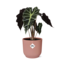 Alocasia ‘Polly’ in ELHO Vibes Fold 14cm roze