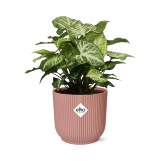 Syngonium Arrow in ELHO Vibes Fold 14cm roze