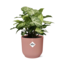Syngonium Arrow in ELHO Vibes Fold 14cm roze