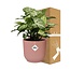 Syngonium Arrow in ELHO Vibes Fold 14cm roze