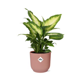 Dieffenbachia ‘Camilla’ in ELHO Vibes Fold 14cm roze