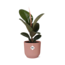Ficus Elastica ‘Robusta’ in ELHO Vibes Fold 14cm roze