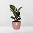 Ficus Elastica ‘Robusta’ in ELHO Vibes Fold 14cm roze