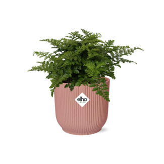 Asplenium Parvati in ELHO Vibes Fold 14cm roze
