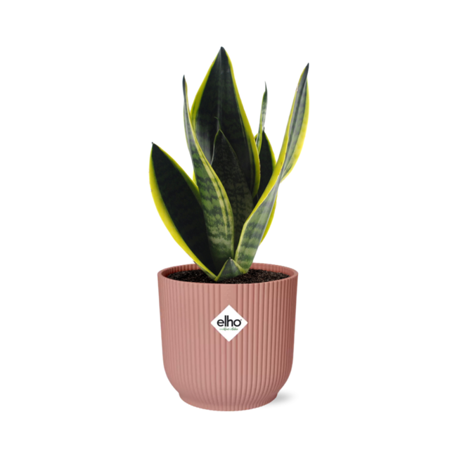 Sansevieria Futura Superba in ELHO Vibes Fold 14cm roze