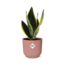Sansevieria Futura Superba in ELHO Vibes Fold 14cm roze