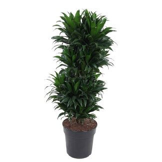 Dracaena Compacta Vertakt P27 - Ø27cm - ↕100cm