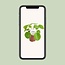 Pilea Peperomioides - Ø13cm - ↕20cm