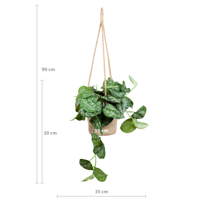 Scindapsus Pictus met hangpot Oviedo naturel - 25cm - Ø16
