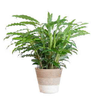 Calathea Rufibarba met Mand Lissabon wit - 55cm - Ø17