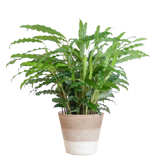 Calathea Rufibarba met Mand Lissabon wit - 55cm - Ø17