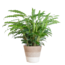 Calathea Rufibarba met Mand Lissabon wit - 55cm - Ø17