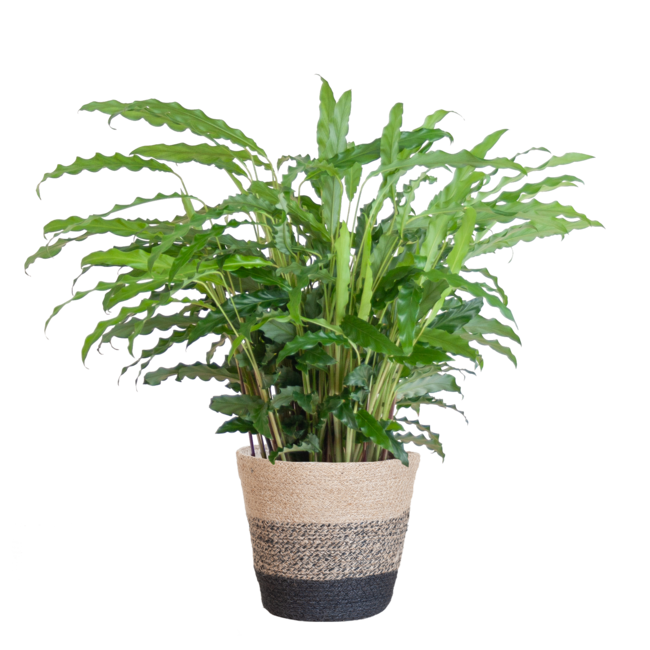 Calathea Rufibarba met Mand Lissabon zwart - 55cm - Ø17