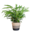 Calathea Rufibarba met Mand Lissabon zwart - 55cm - Ø17