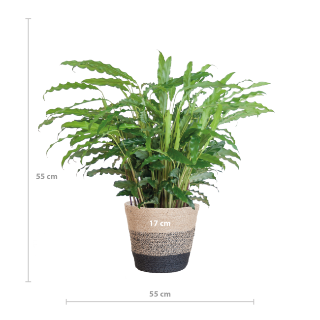Calathea Rufibarba met Mand Lissabon zwart - 55cm - Ø17