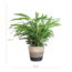 Calathea Rufibarba met Mand Lissabon zwart - 55cm - Ø17