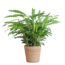 Calathea Rufibarba met Sofia mand naturel - 55cm - Ø17