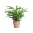 Calathea Rufibarba met Sofia mand naturel - 55cm - Ø17