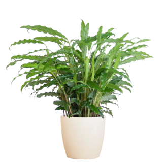 Calathea Rufibarba met Viber wit - 55cm - Ø17