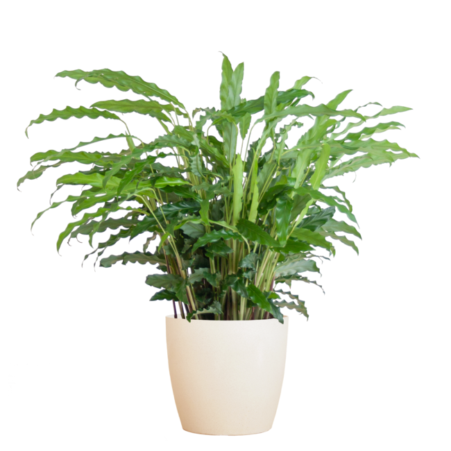 Calathea Rufibarba met Viber wit - 55cm - Ø17