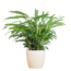 Calathea Rufibarba met Viber wit - 55cm - Ø17